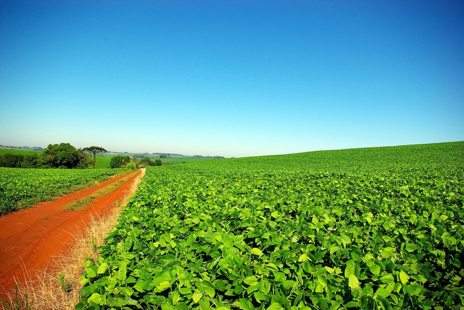 Plantacao de soja ao lado de uma estrada de terra